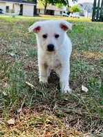Ghost, a male German Shepherd Dog for sale in Fayetteville, NC – 2 of 3