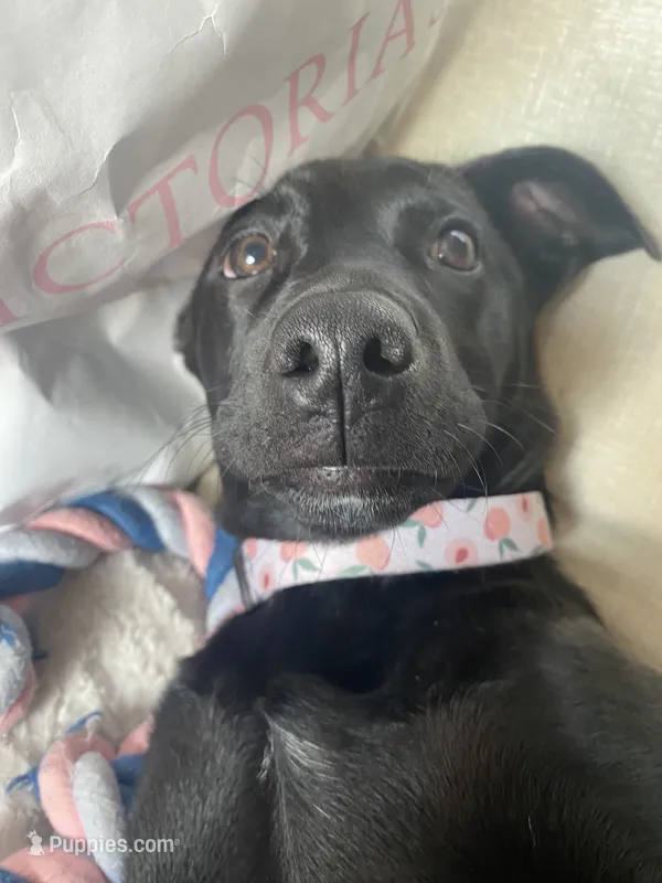 Princess Peach – Alaskan Husky, Labrador Retriever puppy for sale in Cocoa Beach, FL