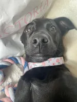 Princess Peach, a female Alaskan Husky and Labrador Retriever for sale in Cocoa Beach, FL – 1 of 7