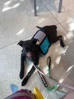 Princess Peach, a female Alaskan Husky and Labrador Retriever for sale in Cocoa Beach, FL – 7 of 7