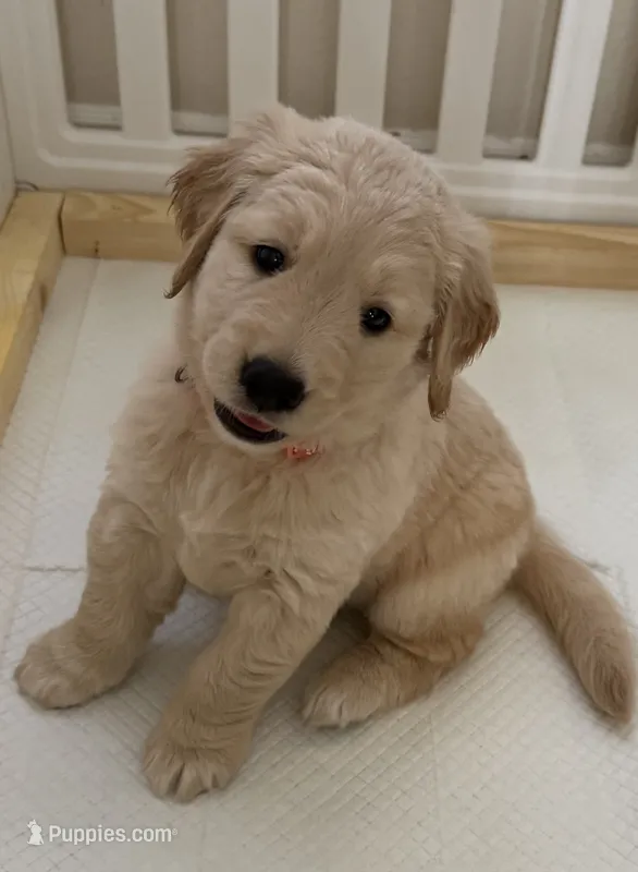 Akc golden  – Golden Retriever puppy for sale in San Fernando, CA