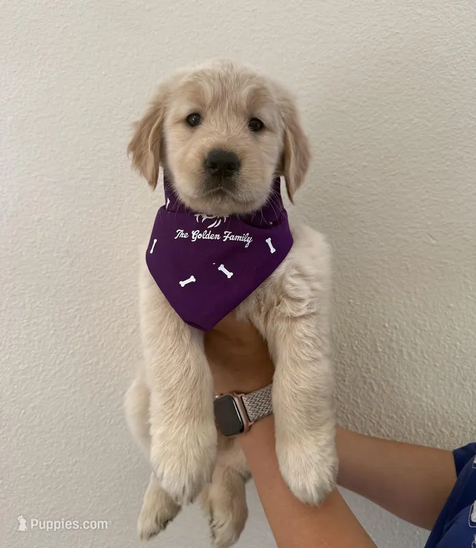 Akc golden retriever  – Golden Retriever puppy for sale in San Fernando, CA