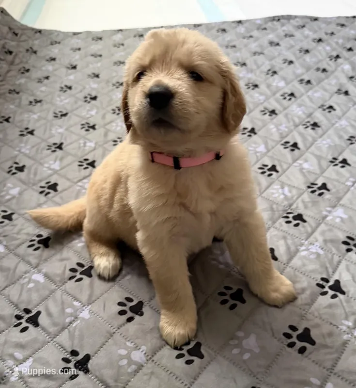 Akc golden retriever  – Golden Retriever puppy for sale in San Fernando, CA