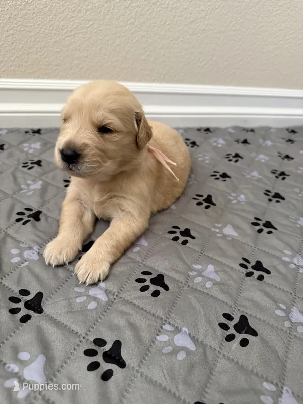 Akc golden retriever  – Golden Retriever puppy for sale in San Fernando, CA