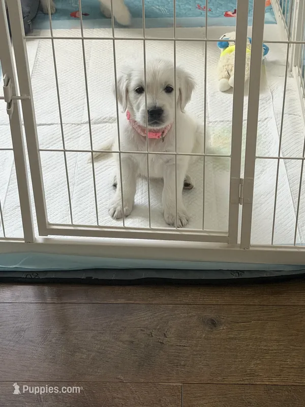 Akc pink golden  – Golden Retriever puppy for sale in San Fernando, CA