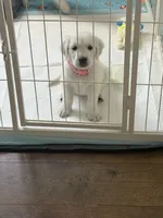 Akc pink golden , a female Golden Retriever for sale in San Fernando, CA – 1 of 1