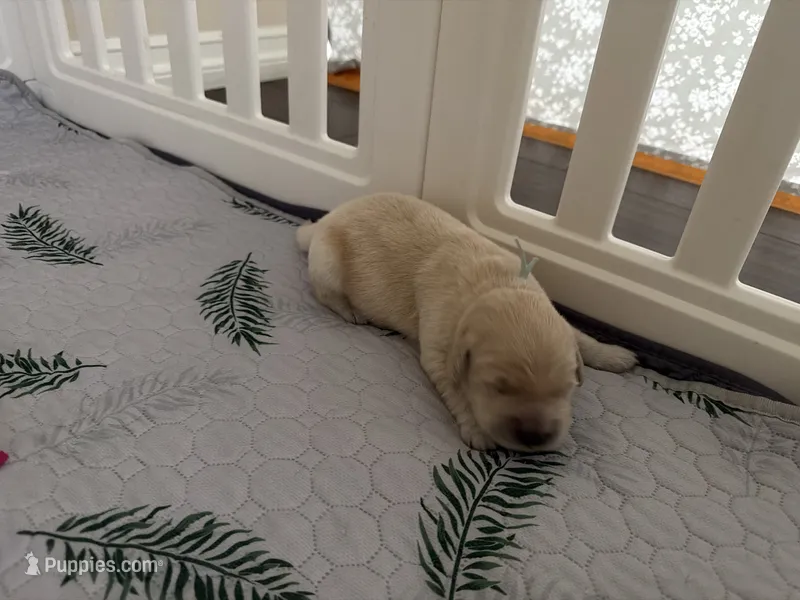 Akc golden retriever  – Golden Retriever puppy for sale in San Fernando, CA