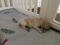 Akc golden retriever , a male Golden Retriever for sale in San Fernando, CA – 2 of 2