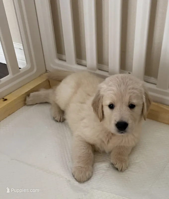 Akc golden retriever  – Golden Retriever puppy for sale in San Fernando, CA