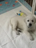 Akc golden retriever , a female Golden Retriever for sale in San Fernando, CA – 1 of 1
