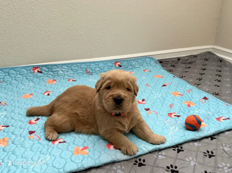 Akc golden retriever  – Golden Retriever puppy for sale in San Fernando, CA