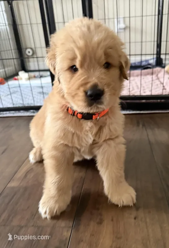 Akc Golden Retriever – Golden Retriever puppy for sale in San Fernando, CA