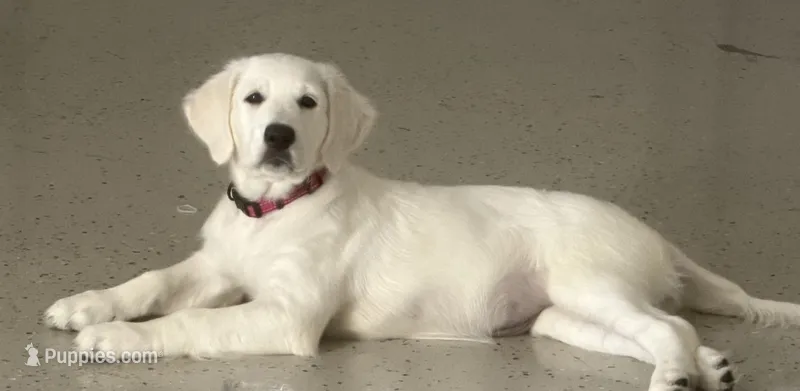 Akc pink golden  – Golden Retriever puppy for sale in San Fernando, CA