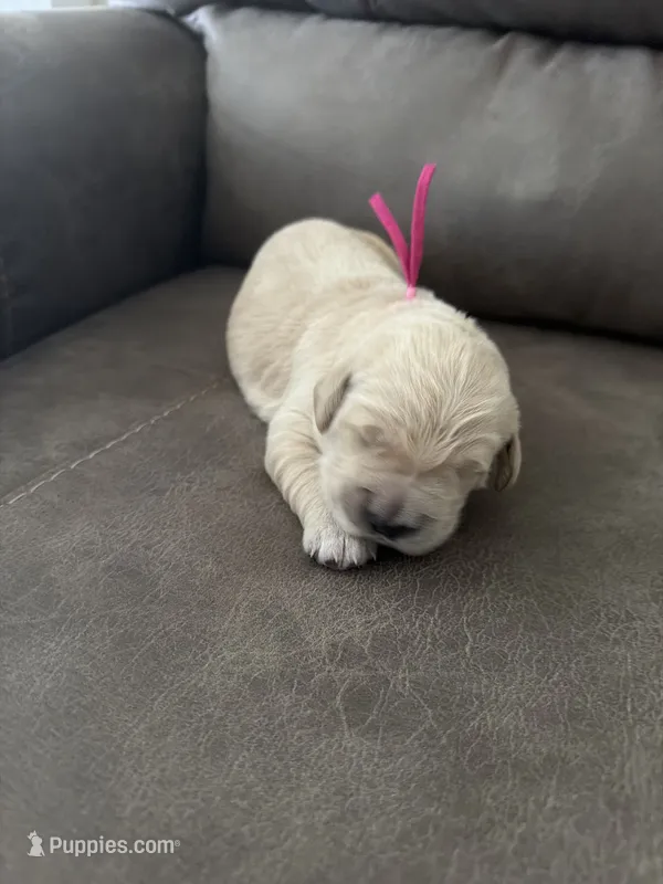Akc golden  – Golden Retriever puppy for sale in San Fernando, CA