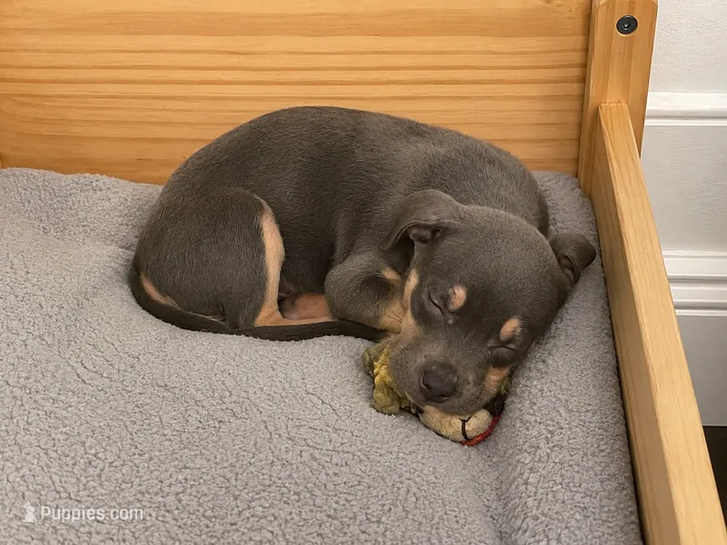 Splotchy – American Pit Bull Terrier puppy for sale in Virginia Beach, VA