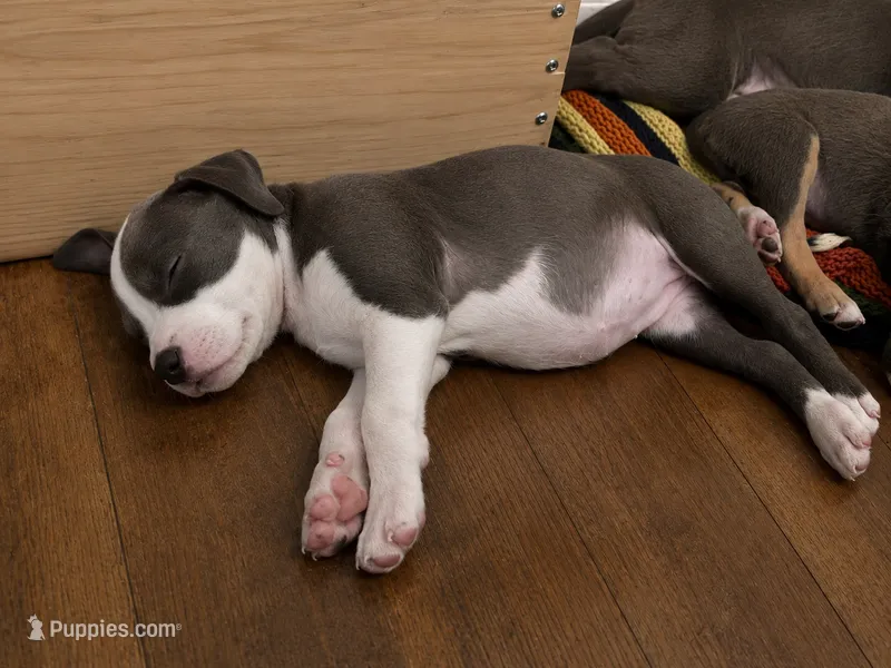 Bessie – American Pit Bull Terrier puppy for sale in Virginia Beach, VA