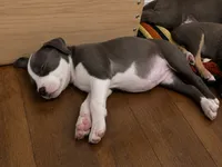 Bessie, a female American Pit Bull Terrier for sale in Virginia Beach, VA – 1 of 4