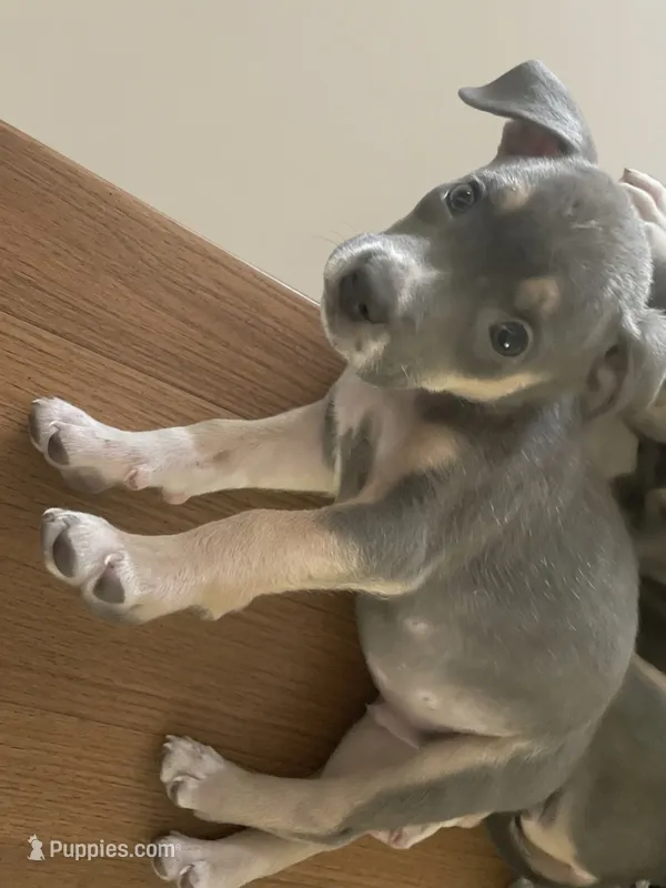 Johnny – American Pit Bull Terrier puppy for sale in Virginia Beach, VA