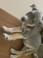 Johnny, a male American Pit Bull Terrier for sale in Virginia Beach, VA – 1 of 4