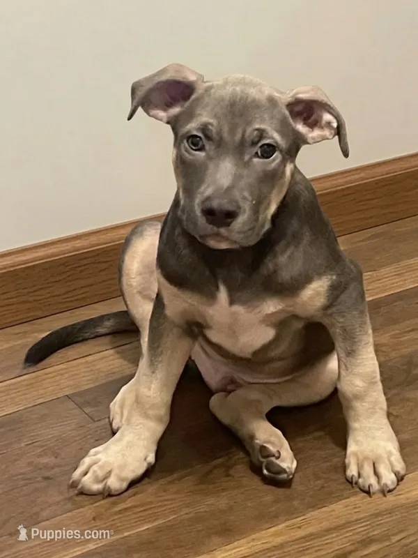Major – American Pit Bull Terrier puppy for sale in Virginia Beach, VA