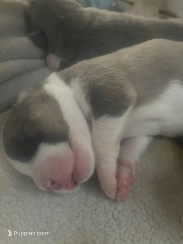 Dot – American Pit Bull Terrier puppy for sale in Virginia Beach, VA