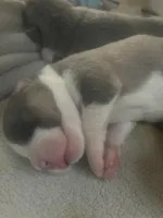Dot, a female American Pit Bull Terrier for sale in Virginia Beach, VA – 1 of 2
