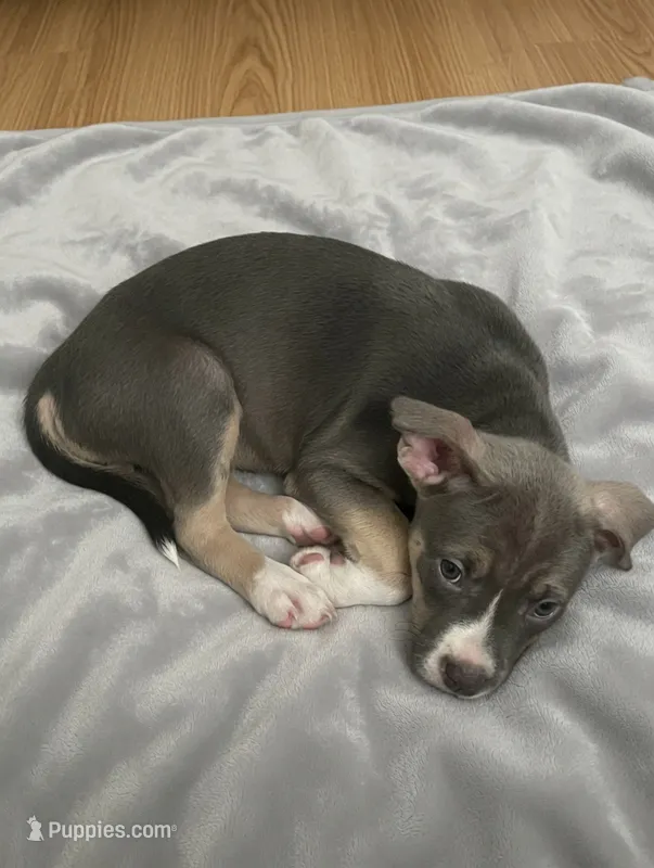 Athena – American Pit Bull Terrier puppy for sale in Virginia Beach, VA