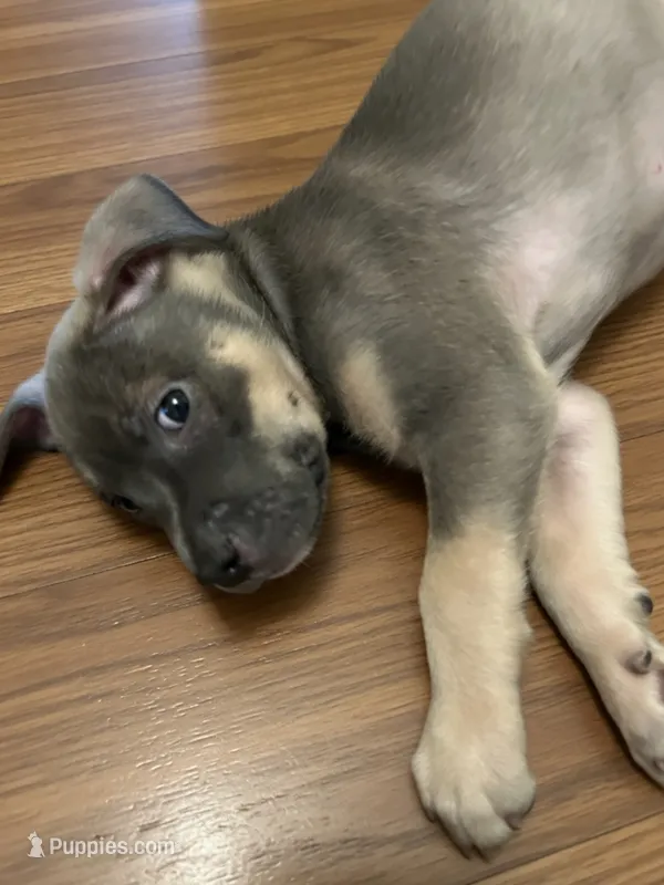 Major – American Pit Bull Terrier puppy for sale in Virginia Beach, VA