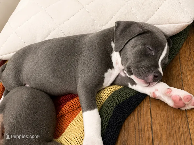 Duke – American Pit Bull Terrier puppy for sale in Virginia Beach, VA