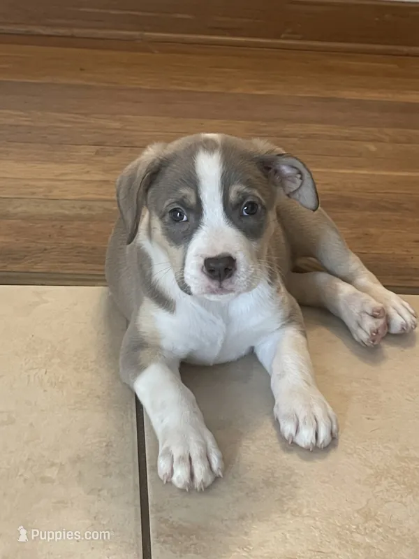 Dot – American Pit Bull Terrier puppy for sale in Virginia Beach, VA