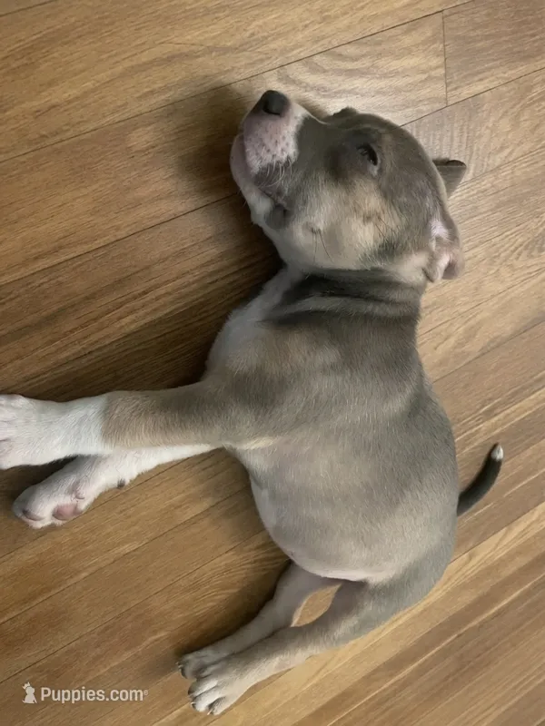 Tryler – American Pit Bull Terrier puppy for sale in Virginia Beach, VA