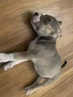 Tryler, a male American Pit Bull Terrier for sale in Virginia Beach, VA – 1 of 3