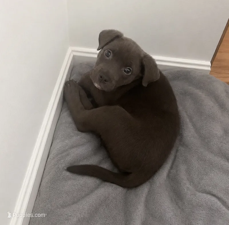 Mr Miyagi – American Pit Bull Terrier puppy for sale in Virginia Beach, VA