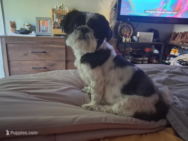 Maxx – Shih Tzu puppy for sale in Peoria Heights, IL