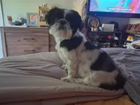 Maxx, a male Shih Tzu for sale in Peoria Heights, IL – Photo 1 of 2