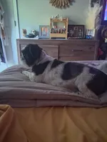 Maxx, a male Shih Tzu for sale in Peoria Heights, IL – Photo 2 of 2