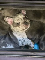 Blaze, a female French Bulldog for sale in Hampstead, NC – Photo 5 of 5