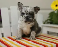 Blaze, a female French Bulldog for sale in Hampstead, NC – Photo 4 of 5