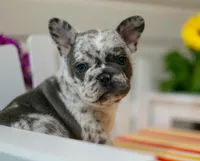 Blaze, a female French Bulldog for sale in Hampstead, NC – Photo 2 of 5