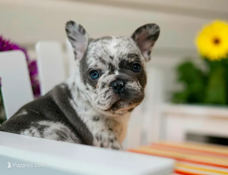 Blaze – French Bulldog puppy for sale in Hampstead, NC