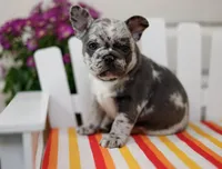 Blaze, a female French Bulldog for sale in Hampstead, NC – Photo 3 of 5