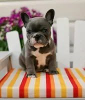 Dottie, a female French Bulldog for sale in Hampstead, NC – Photo 4 of 6