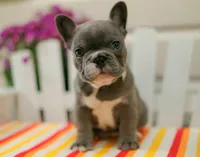 Dottie, a female French Bulldog for sale in Hampstead, NC – Photo 2 of 6