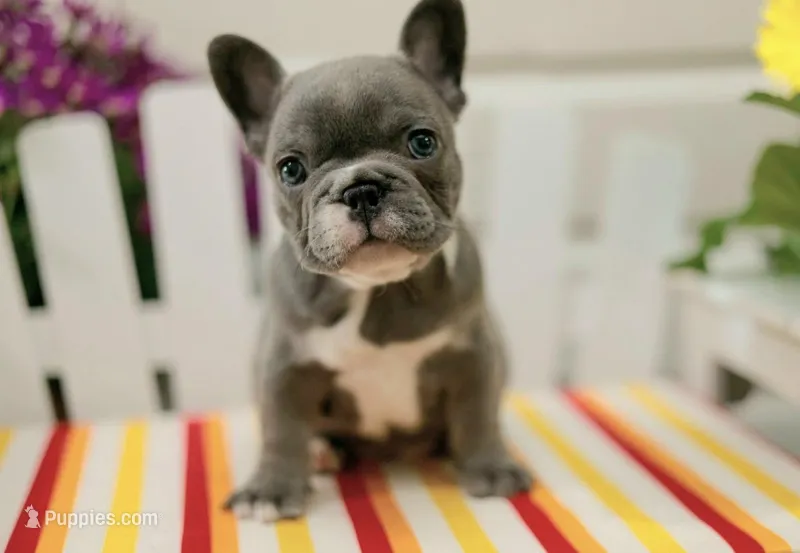 Dottie – French Bulldog puppy for sale in Hampstead, NC
