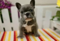 Dottie, a female French Bulldog for sale in Hampstead, NC – Photo 3 of 6