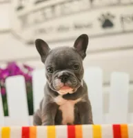 Dottie, a female French Bulldog for sale in Hampstead, NC – Photo 5 of 6