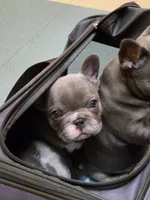 Dottie, a female French Bulldog for sale in Hampstead, NC – Photo 6 of 6