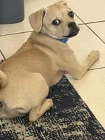 Pugsley, a male Pug for sale in San Gabriel, CA – 5 of 10