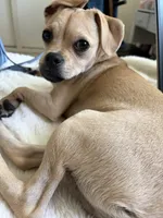 Pugsley, a male Pug for sale in San Gabriel, CA – 7 of 10