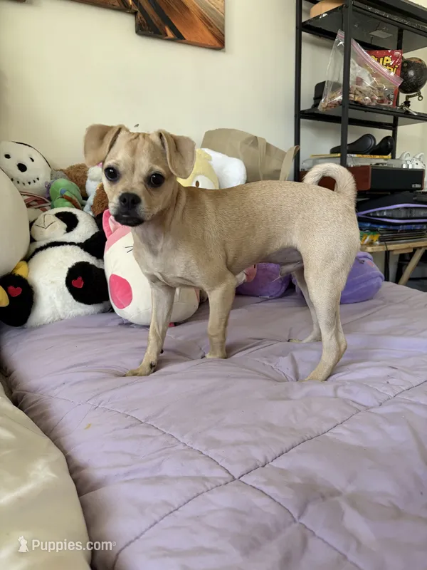 Pugsley – Pug puppy for sale in San Gabriel, CA